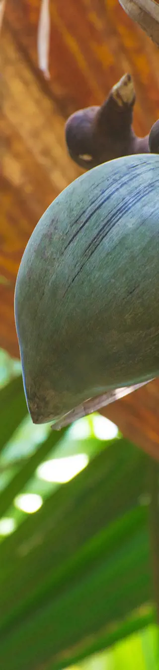 Der «Garten Eden» in Praslin